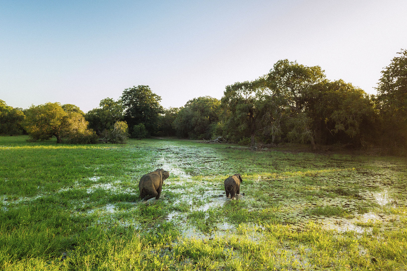Yala Safari