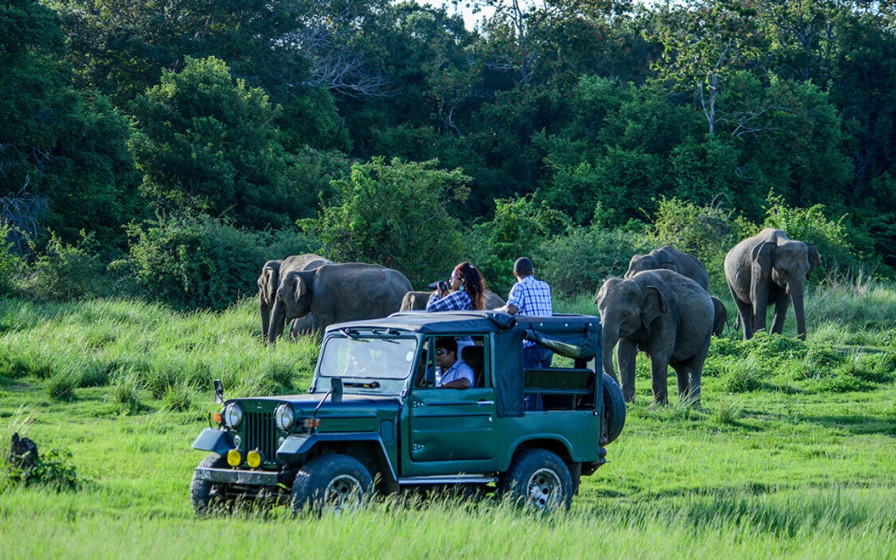 safari-in-Sri-Lanka
